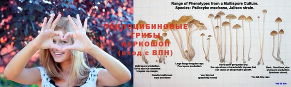 сатива Абаза